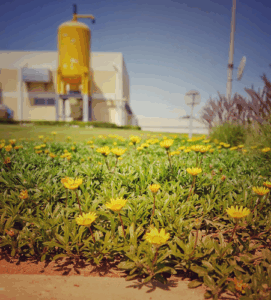 Al Naqi Landscape Company W.L.L