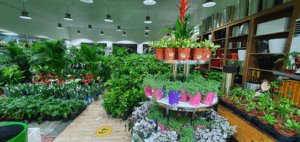 Floranza International Nursery W.L.L
