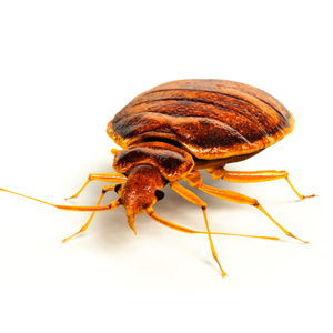 German Pest Control & Cleaning