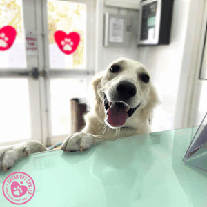 Qatar Veterinary Center