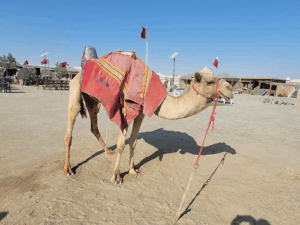 Torch Desert Safari and Tour
